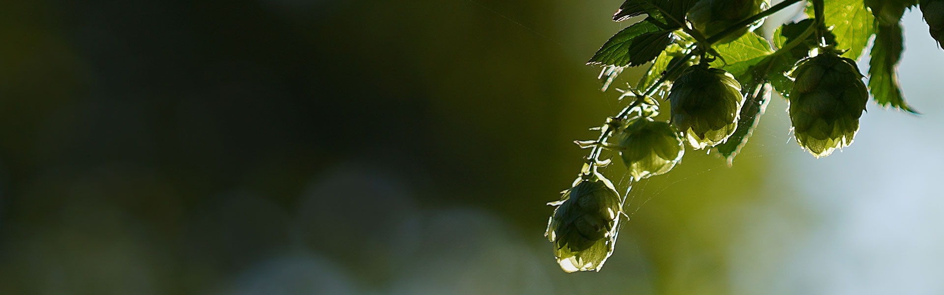 Aktuelles aus der Werbebranche